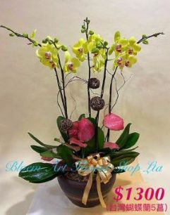 Orchid Phalaenopsis Gift Set - CODE 11798